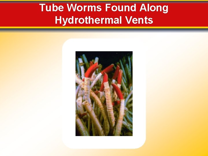 Tube Worms Found Along Hydrothermal Vents 