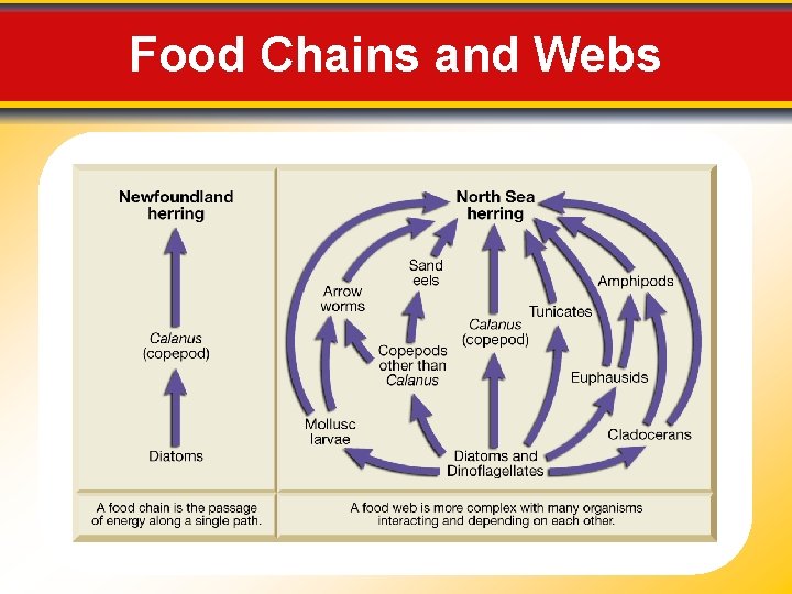 Food Chains and Webs 