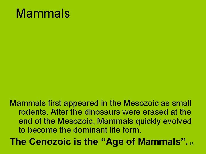 Mammals first appeared in the Mesozoic as small rodents. After the dinosaurs were erased