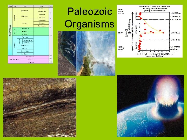 Paleozoic Organisms 