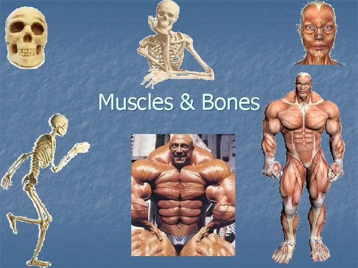 Pictures Of Muscles And Bones / The Body S Bones And Muscles Healthy