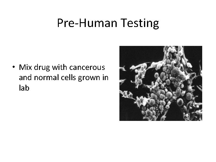 Pre-Human Testing • Mix drug with cancerous and normal cells grown in lab 