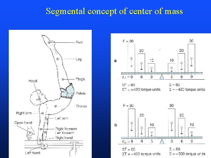 Segmental concept of center of mass 