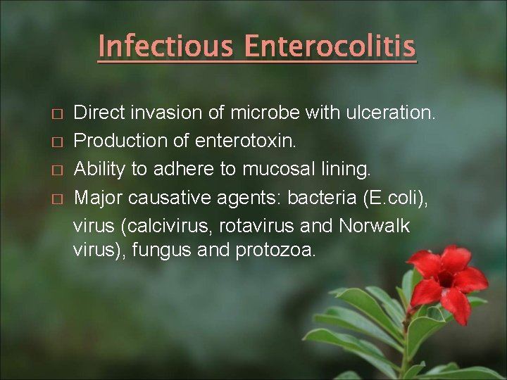 Infectious Enterocolitis � � Direct invasion of microbe with ulceration. Production of enterotoxin. Ability