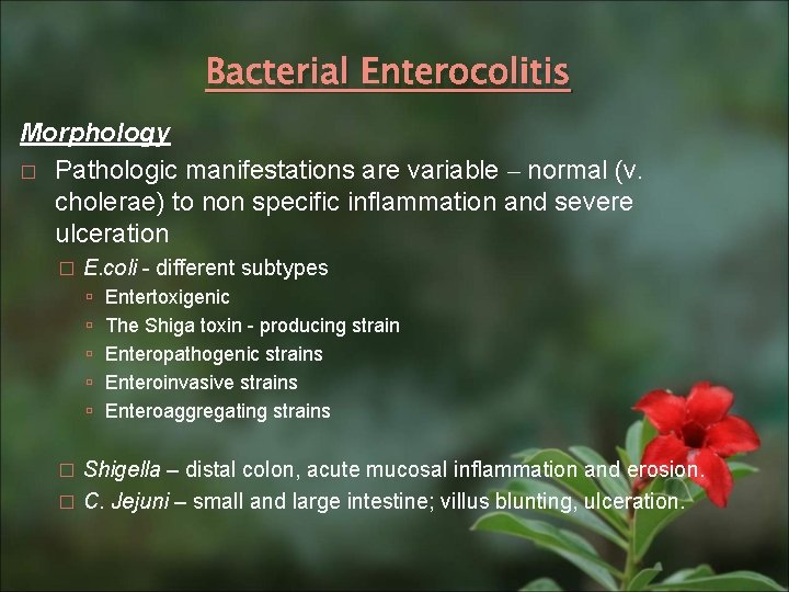 Bacterial Enterocolitis Morphology � Pathologic manifestations are variable – normal (v. cholerae) to non