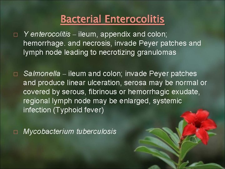 Bacterial Enterocolitis � Y enterocolitis – ileum, appendix and colon; hemorrhage. and necrosis, invade