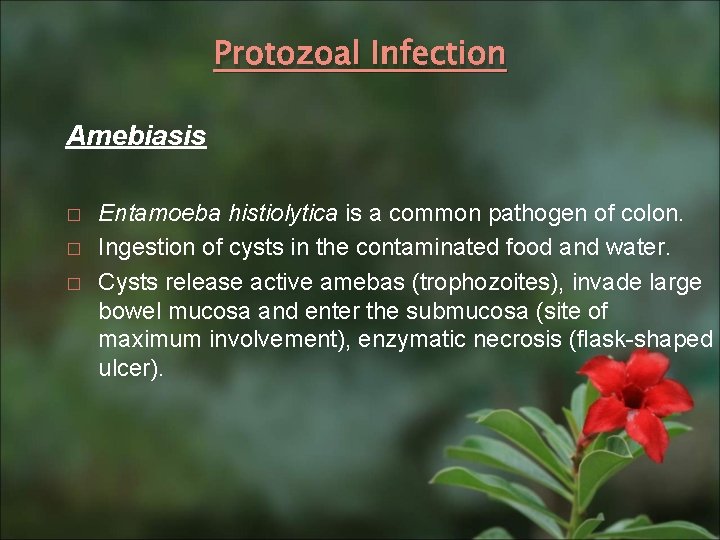 Protozoal Infection Amebiasis � � � Entamoeba histiolytica is a common pathogen of colon.