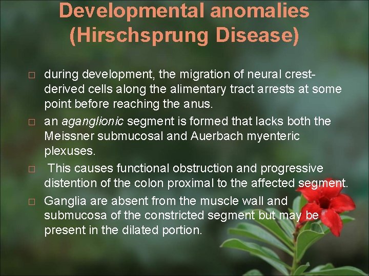 Developmental anomalies (Hirschsprung Disease) � � during development, the migration of neural crestderived cells