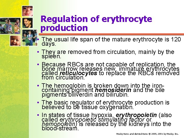 Regulation of erythrocyte production • The usual life span of the mature erythrocyte is