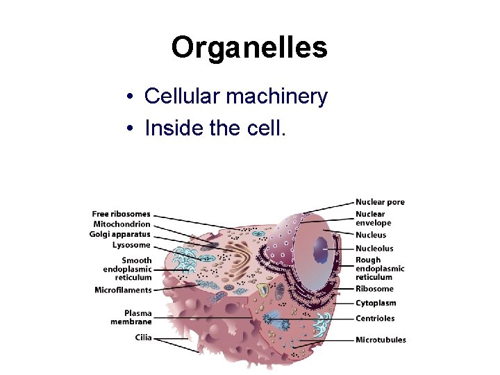 Organelles • Cellular machinery • Inside the cell. 