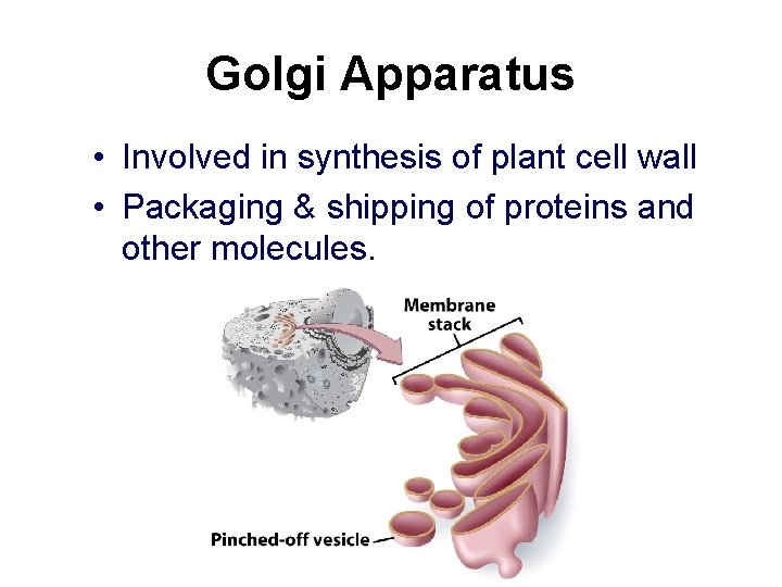 Golgi Apparatus • Involved in synthesis of plant cell wall • Packaging & shipping