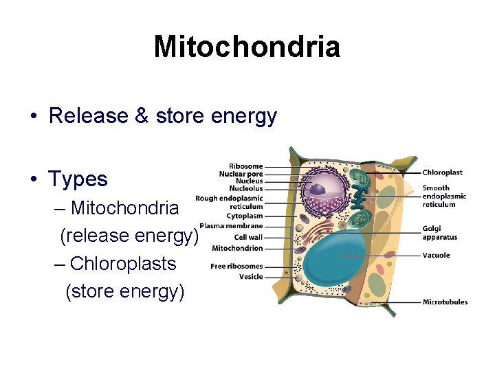 Mitochondria • Release & store energy • Types – Mitochondria (release energy) – Chloroplasts