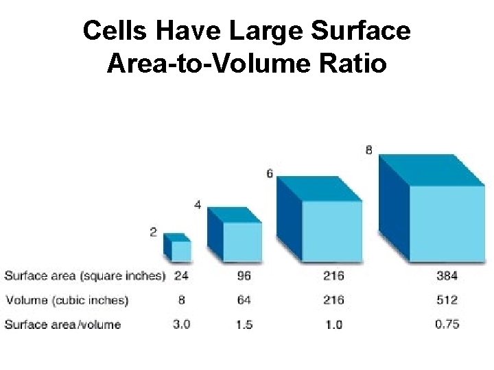 Cells Have Large Surface Area-to-Volume Ratio 