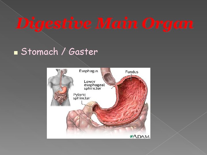 Digestive Main Organ Stomach / Gaster 