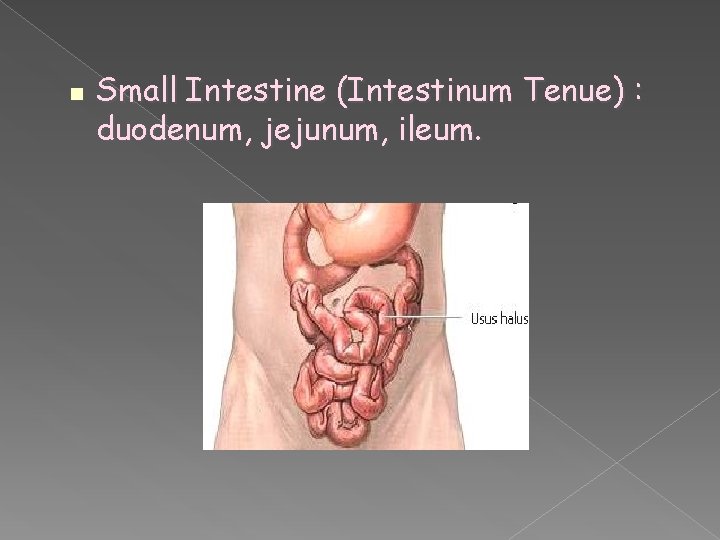  Small Intestine (Intestinum Tenue) : duodenum, jejunum, ileum. 