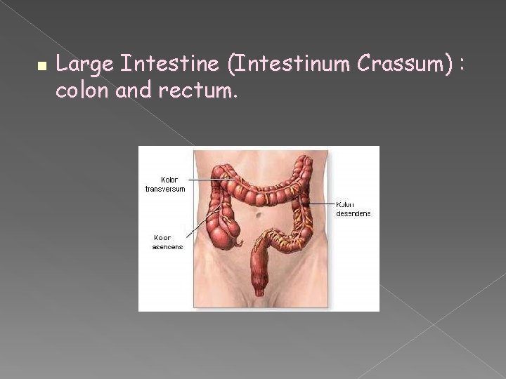  Large Intestine (Intestinum Crassum) : colon and rectum. 