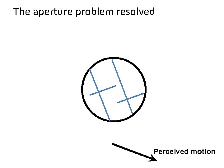 The aperture problem resolved Perceived motion The aperture problem resolved Perceived motion