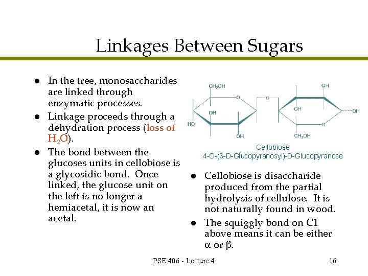 Linkages Between Sugars l l l In the tree, monosaccharides are linked through enzymatic