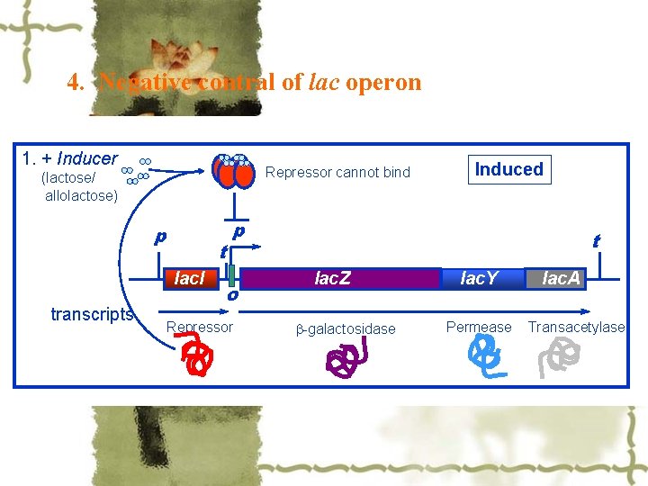 4. Negative contral of lac operon 1. + Inducer Repressor cannot bind (lactose/ allolactose)