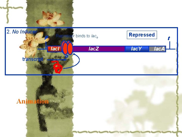 2. No Inducer p Repressor binds to lac. I transcript Animation lac. Z o