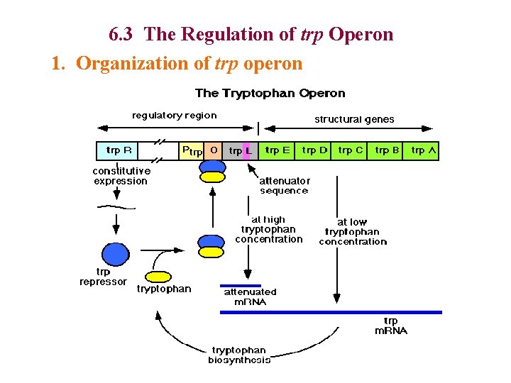6. 3 The Regulation of trp Operon 1. Organization of trp operon 