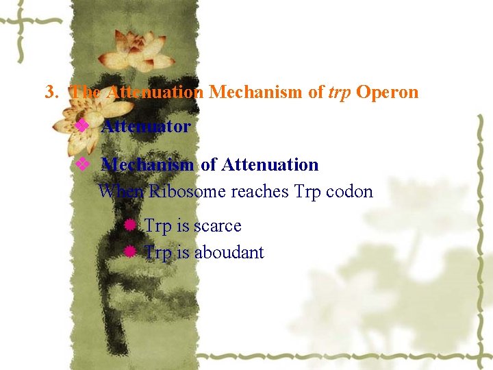 3. The Attenuation Mechanism of trp Operon Attenuator Mechanism of Attenuation When Ribosome reaches