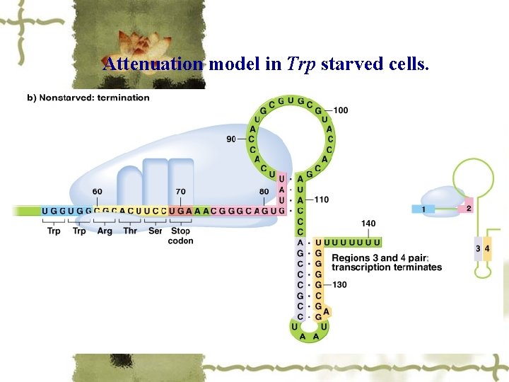 Attenuation model in Trp starved cells. 