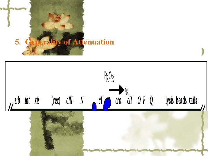 5. Generality of Attenuation 