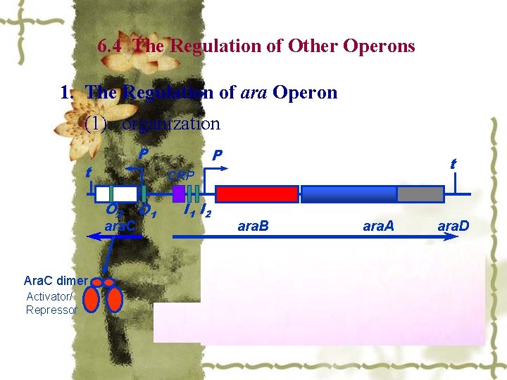 6. 4 The Regulation of Other Operons 1. The Regulation of ara Operon (1)