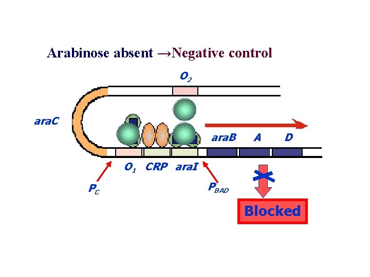 Arabinose absent →Negative control O 2 ara. C ara. B A D O 1