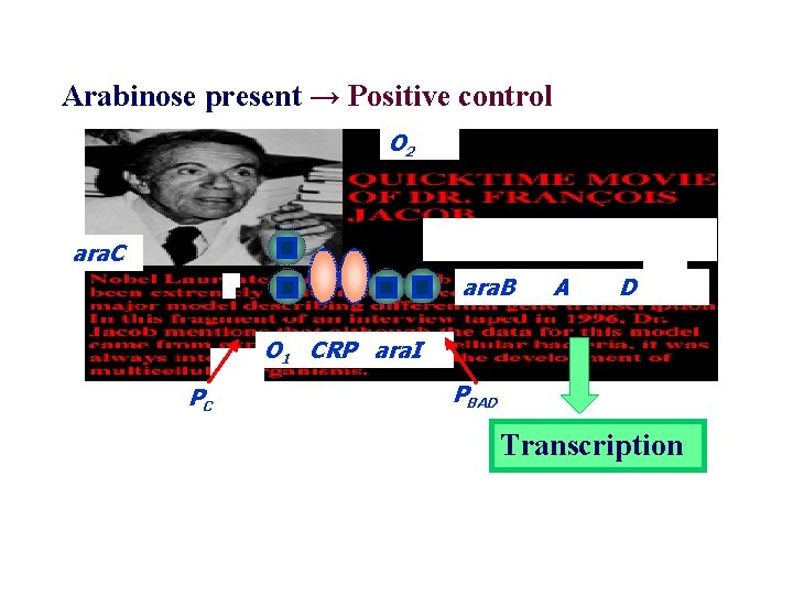 Arabinose present → Positive control O 2 ara. C ara. B A D O