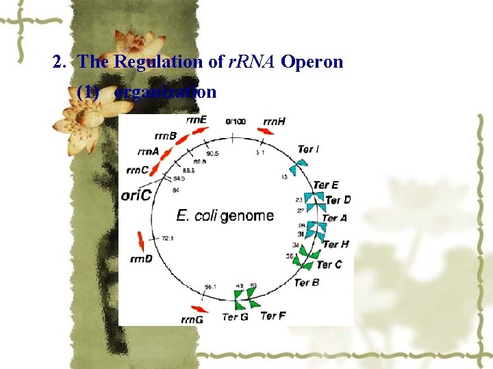 2. The Regulation of r. RNA Operon (1) organization 