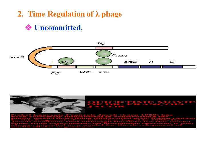 2. Time Regulation of λ phage Uncommitted. 