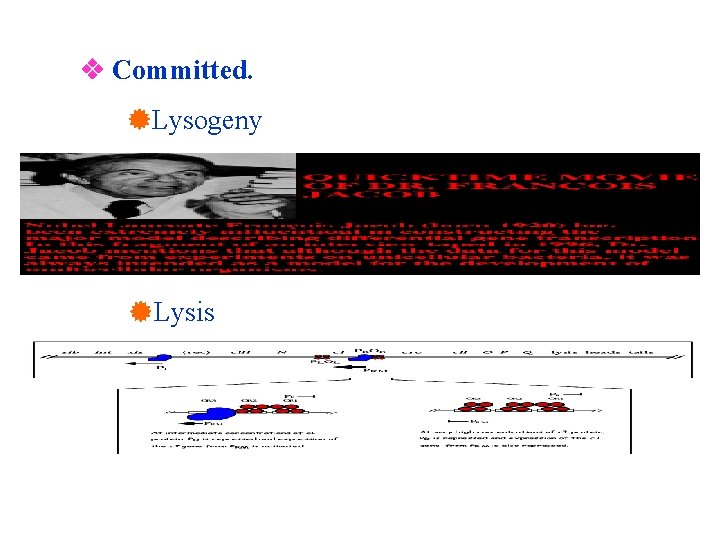  Committed. Lysogeny Lysis 