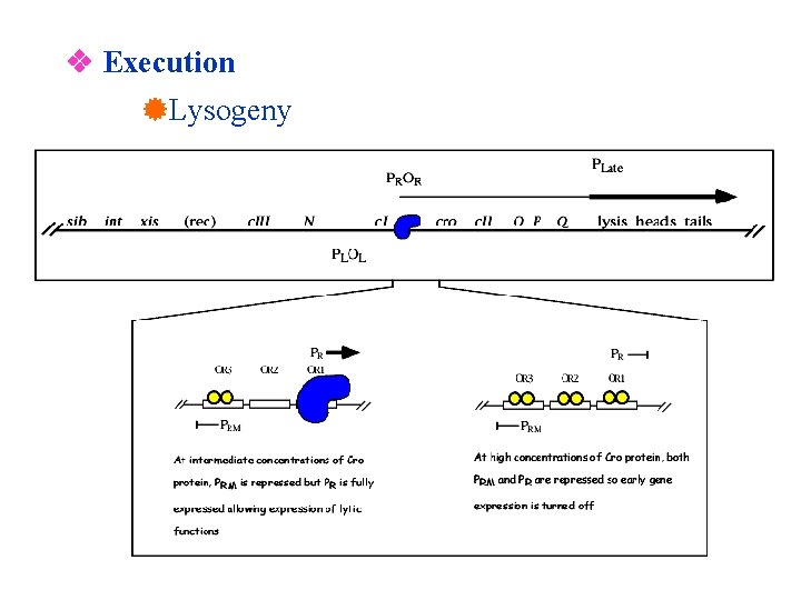  Execution Lysogeny 