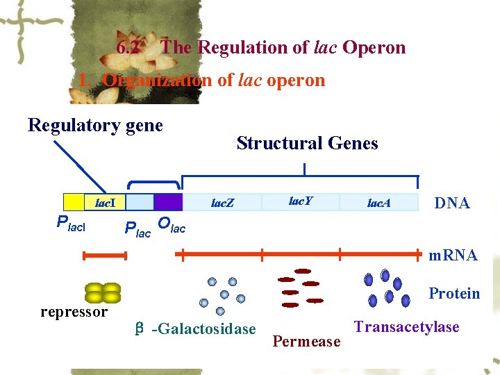 6. 2 The Regulation of lac Operon 1. Organization of lac operon Regulatory gene