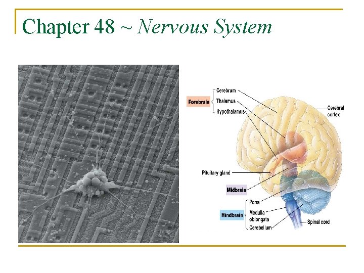 Chapter 48 ~ Nervous System 