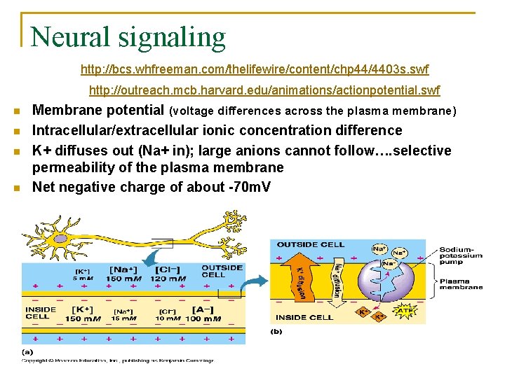 Neural signaling http: //bcs. whfreeman. com/thelifewire/content/chp 44/4403 s. swf http: //outreach. mcb. harvard. edu/animations/actionpotential.