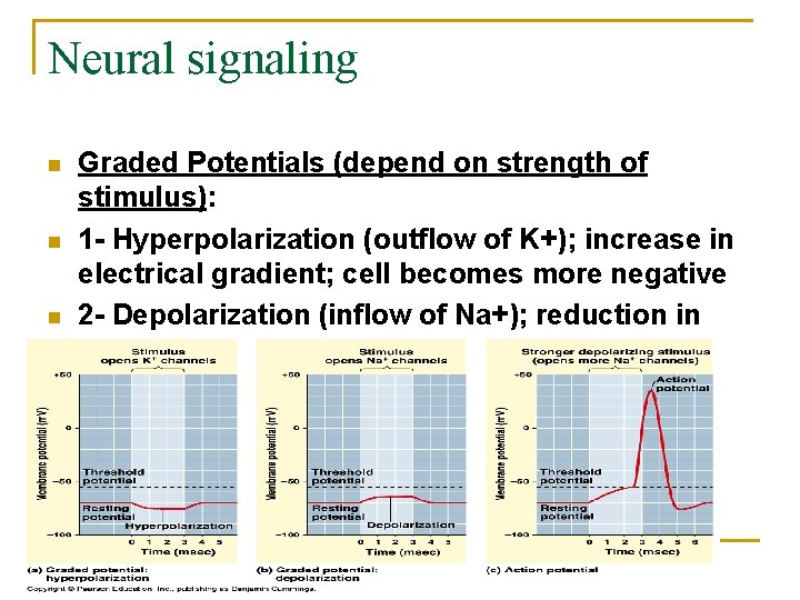 Neural signaling n n n Graded Potentials (depend on strength of stimulus): 1 -