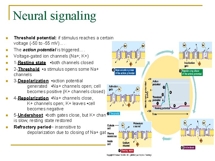 Neural signaling n n n n n Threshold potential: if stimulus reaches a certain