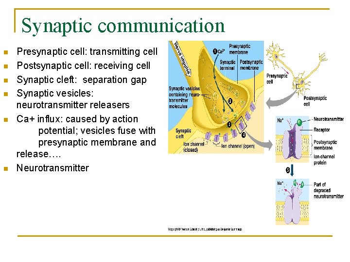 Synaptic communication n n n Presynaptic cell: transmitting cell Postsynaptic cell: receiving cell Synaptic