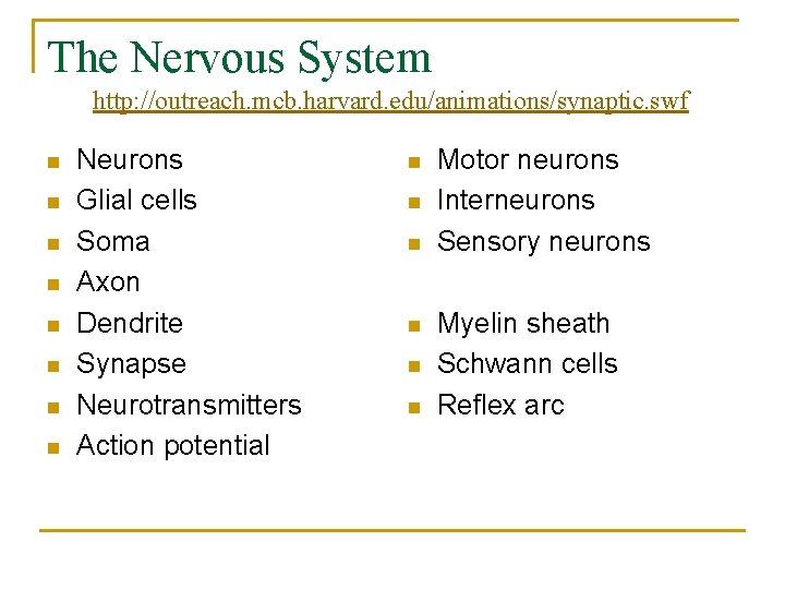 The Nervous System http: //outreach. mcb. harvard. edu/animations/synaptic. swf n n n n Neurons