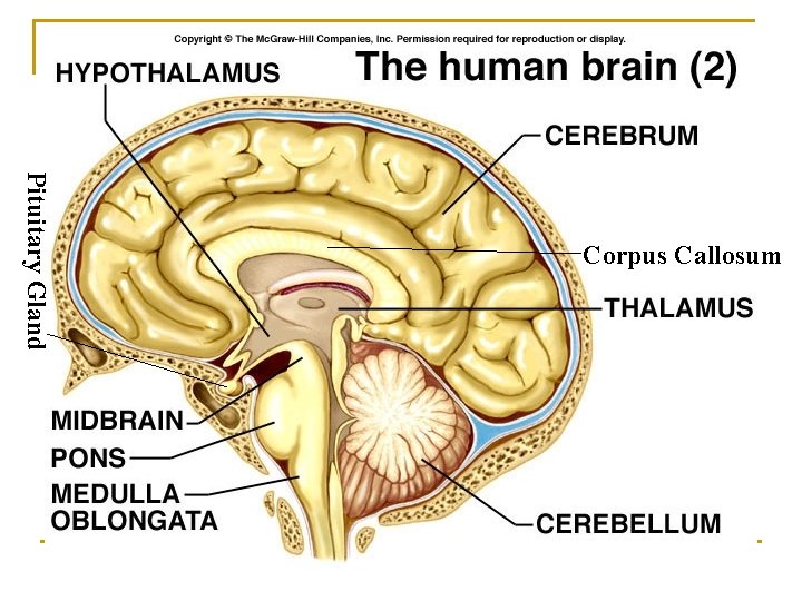 Pituitary Gland Corpus Callosum 