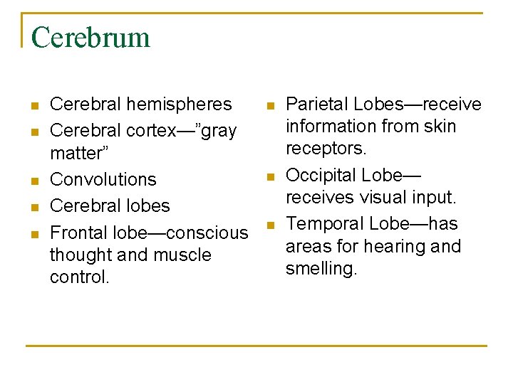 Cerebrum n n n Cerebral hemispheres Cerebral cortex—”gray matter” Convolutions Cerebral lobes Frontal lobe—conscious