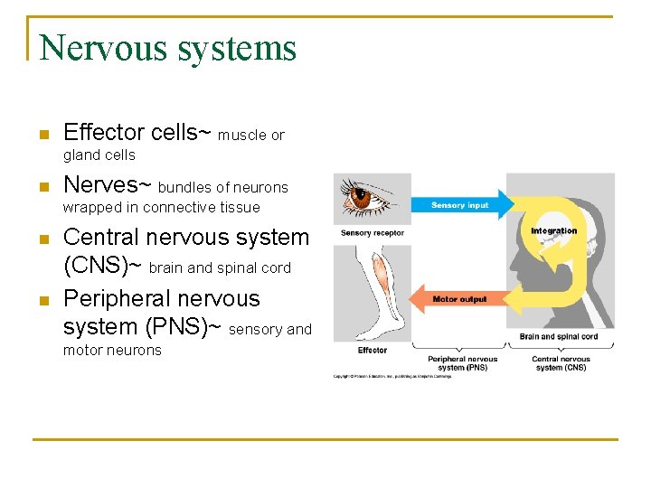 Nervous systems n Effector cells~ muscle or gland cells n Nerves~ bundles of neurons