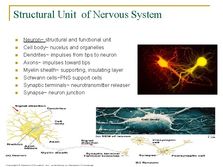 Structural Unit of Nervous System n n n n Neuron~ structural and functional unit