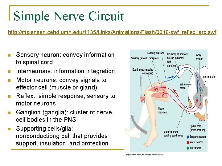 Simple Nerve Circuit http: //msjensen. cehd. umn. edu/1135/Links/Animations/Flash/0016 -swf_reflex_arc. swf n n n Sensory