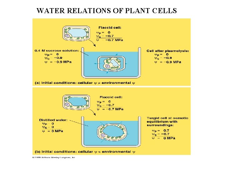 WATER RELATIONS OF PLANT CELLS 
