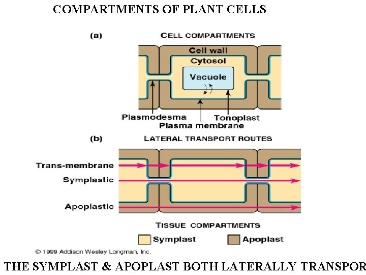 COMPARTMENTS OF PLANT CELLS THE SYMPLAST & APOPLAST BOTH LATERALLY TRANSPOR 