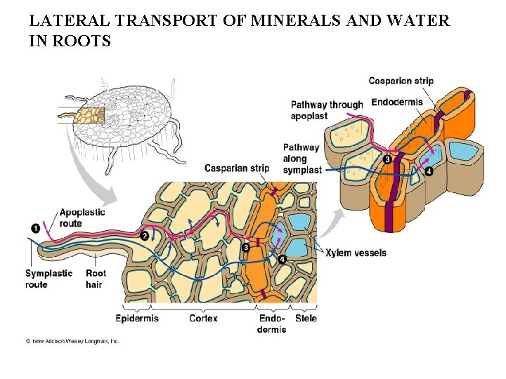 LATERAL TRANSPORT OF MINERALS AND WATER IN ROOTS 